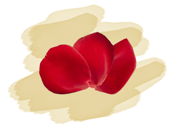 infusions tisanes marque eight powers -illustration produits naturels et biologiques - pétales de rose